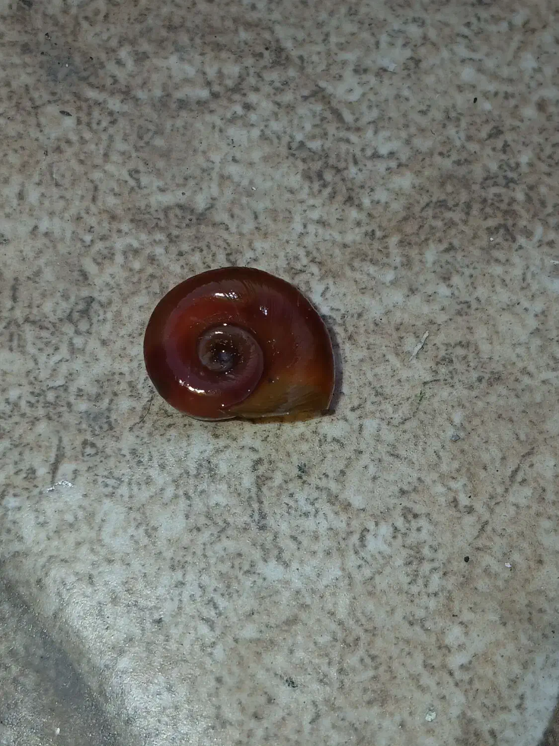 حلزون آکواریوم|ماهی|رشت, حمیدیان|دیوار