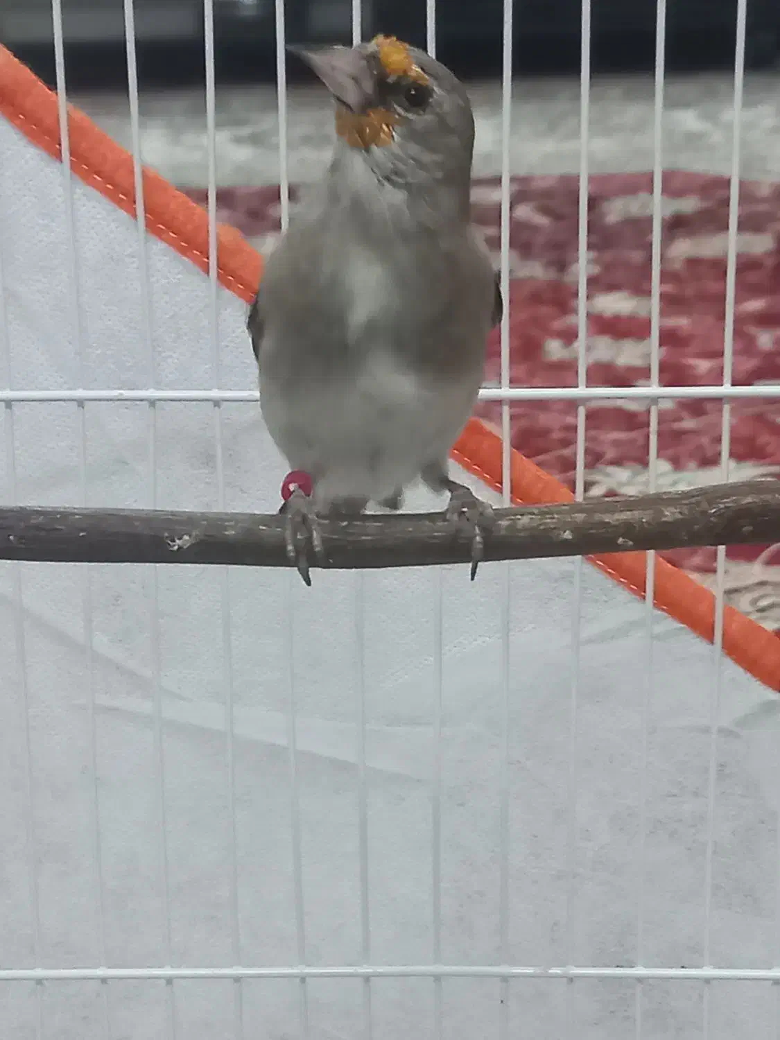 سهره دورگ نر دهن دار|پرنده|مشهد, ابوذر|دیوار