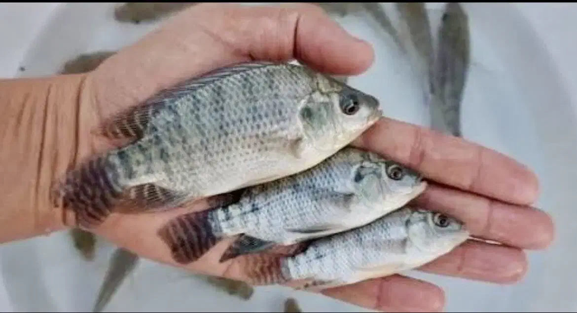 فروش ویژه بچه‌ماهی تیلاپیا|ماهی|فردوس (خراسان), |دیوار