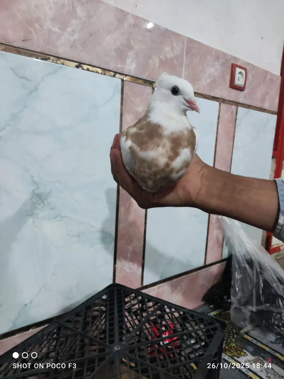 جوجه طوق زرد|پرنده|گتوند, |دیوار