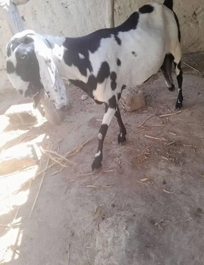 بز اصل پنجاپ آبستن ۳ ماه|حیوانات مزرعه|ایرانشهر, |دیوار