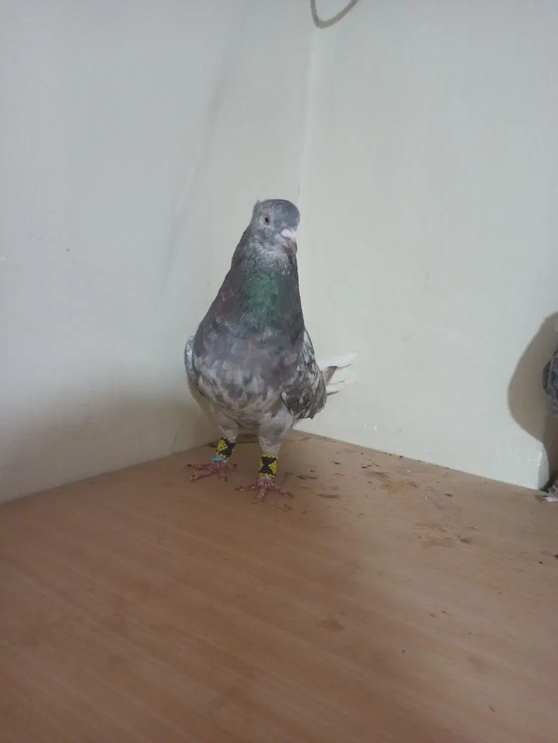 گلی دم سفید|پرنده|شبانکاره, |دیوار