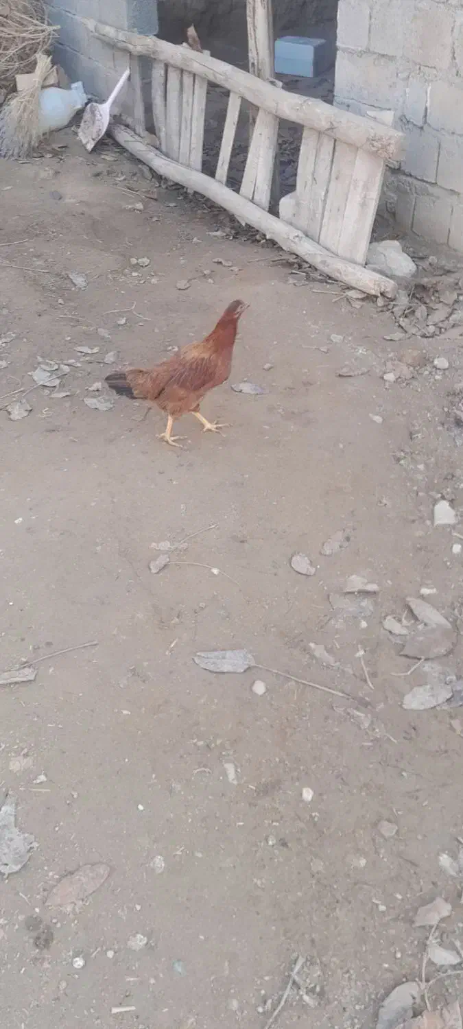 مرغ وخروس|حیوانات مزرعه|شاهین دژ, |دیوار