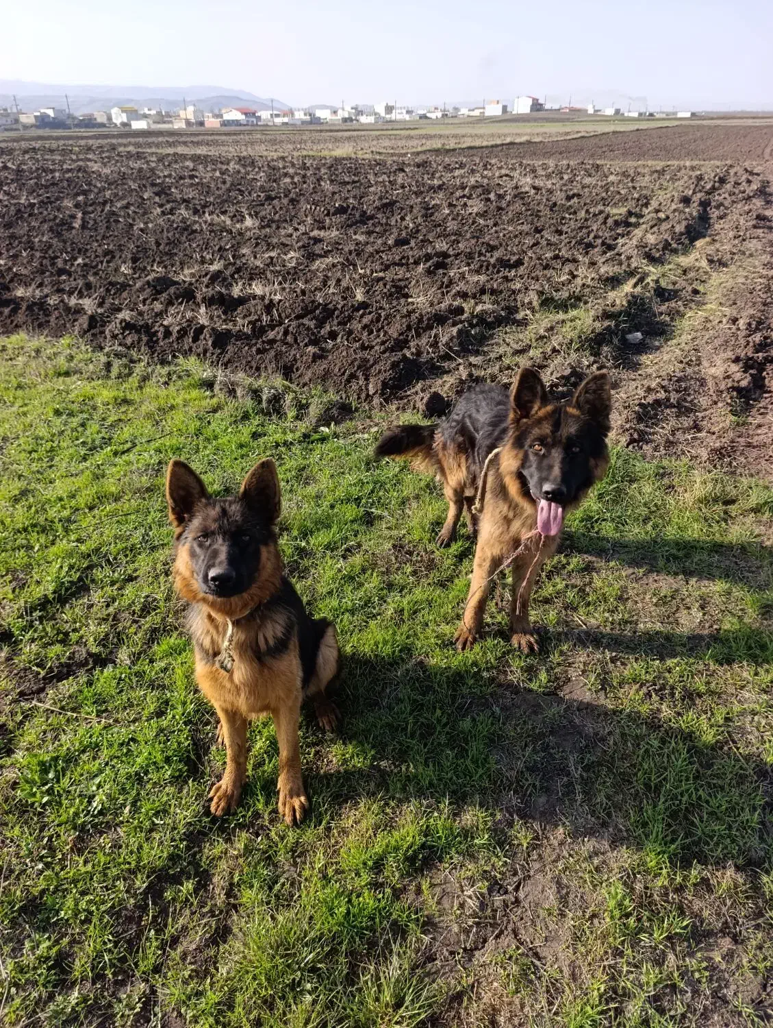 سگ با|سگ|ویلکیج, |دیوار