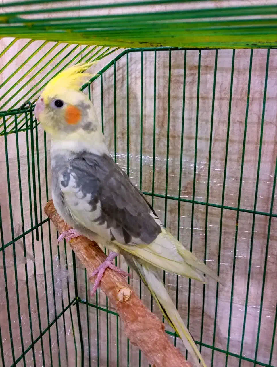 ابلغ عروس هلندی|پرنده|قم, انسجام|دیوار