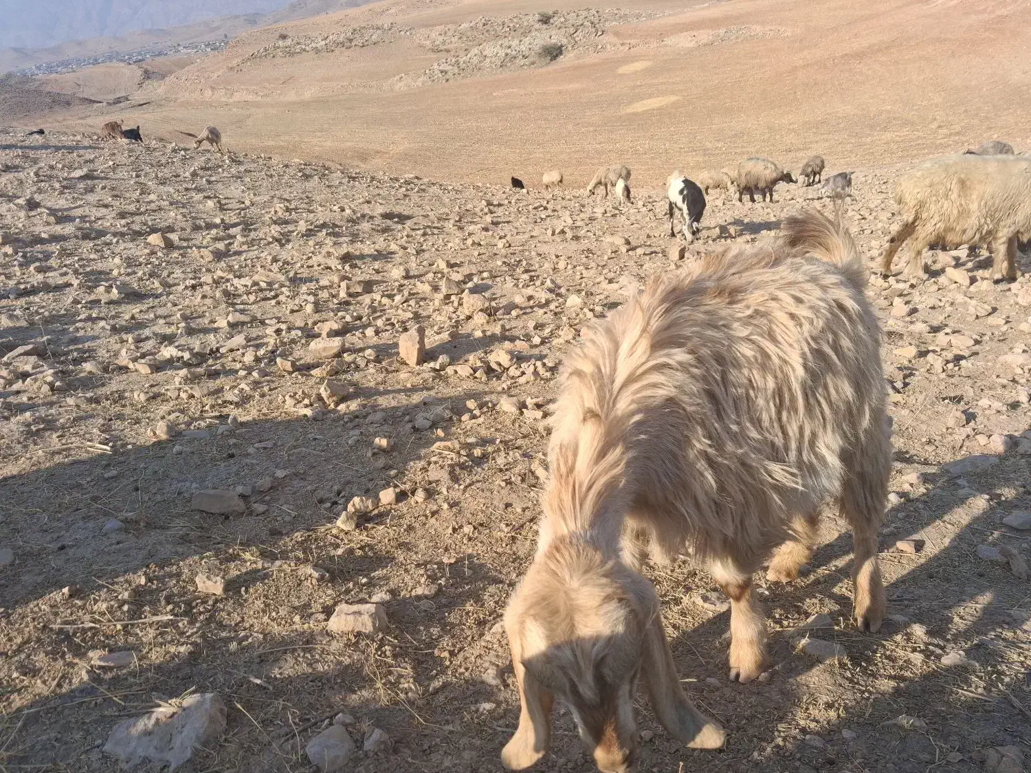 کهره|حیوانات مزرعه|دهدشت, |دیوار