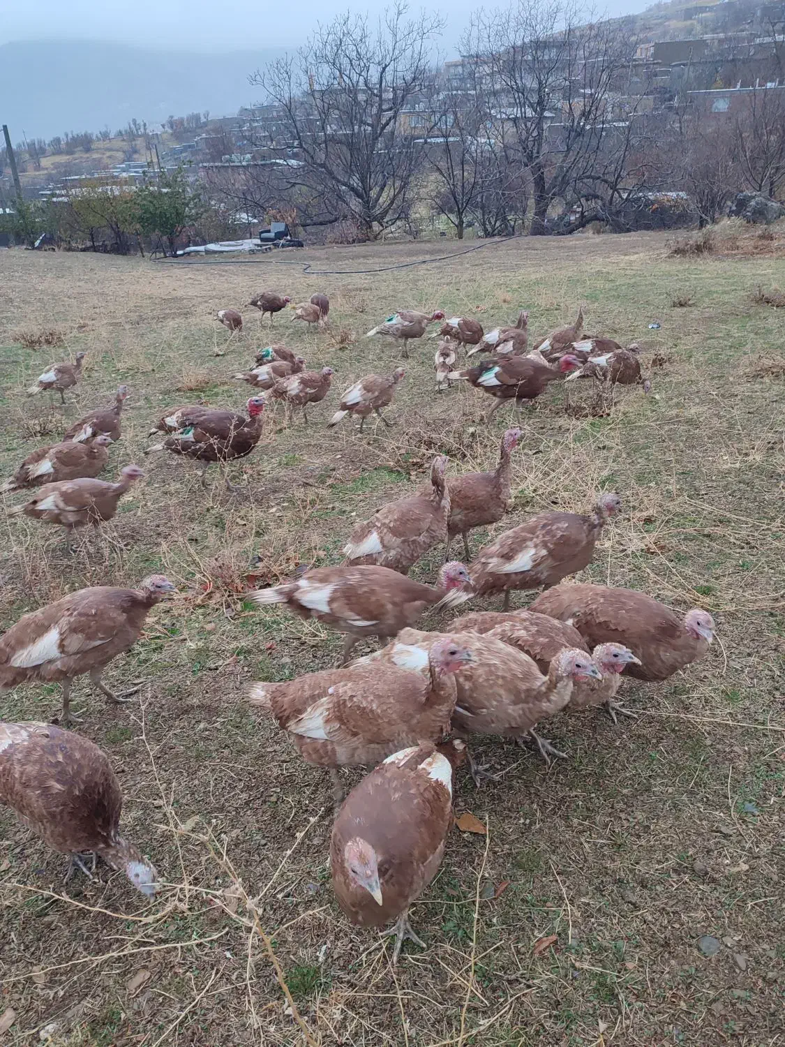 بوقلمون بوربون محلی|حیوانات مزرعه|بانه, |دیوار