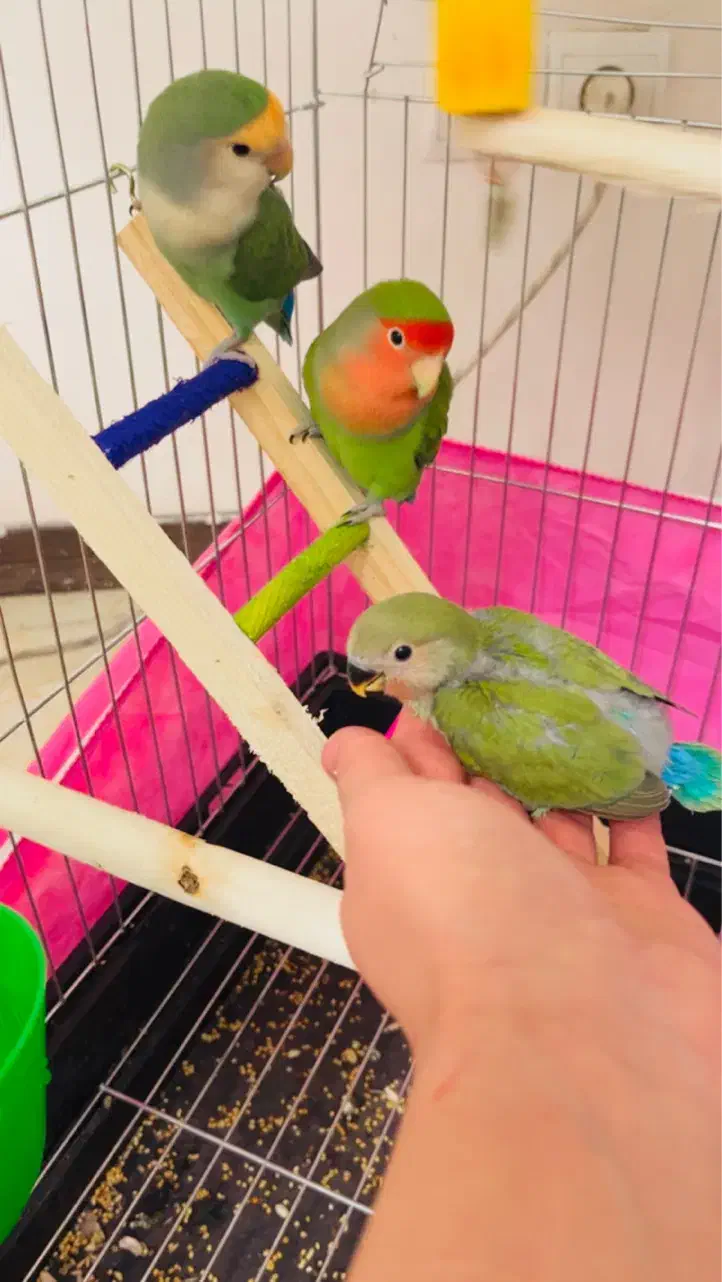 عروس هلندی طوطی بریزیلی|پرنده|هشتگرد, فاز ۳ مهستان|دیوار