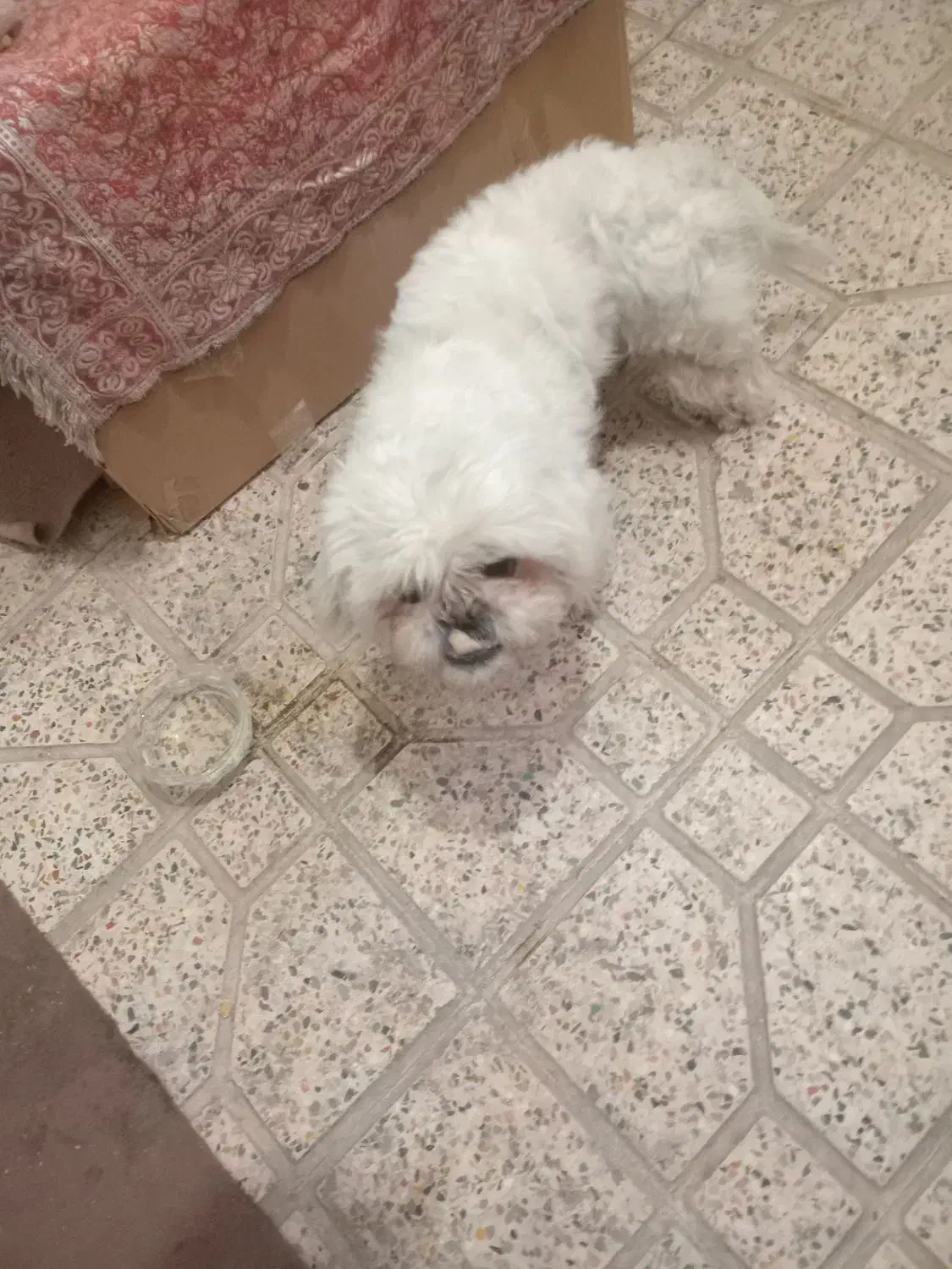 واگذاری سگ|سگ|بهارستان, |دیوار