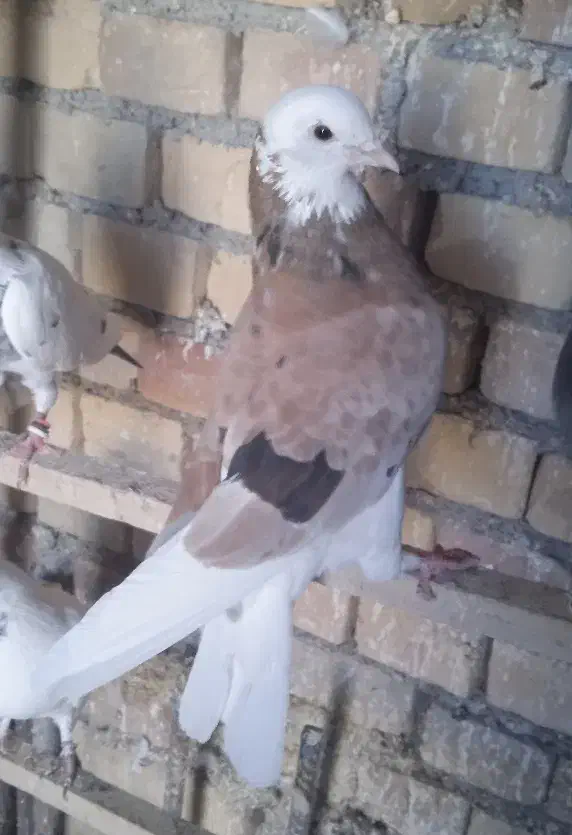 کبوتر ماده|پرنده|محمدبار, |دیوار