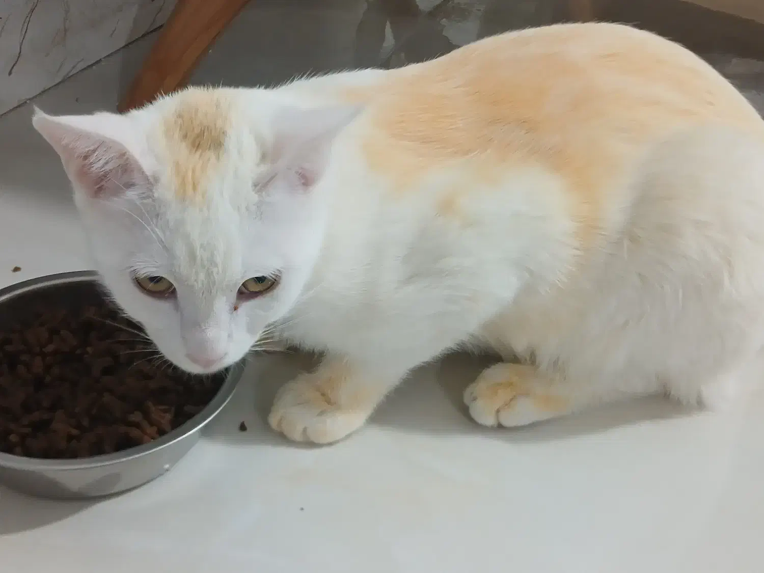 واگذاری گربه|گربه|شاهینشهر, خانه کارگر|دیوار