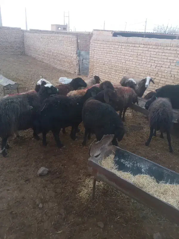 گوسفند زنده‌ ۱۱راس|حیوانات مزرعه|بشاریات, |دیوار