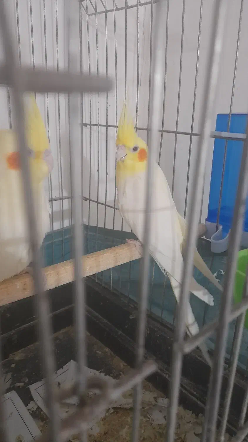 جفت عروس لوتینیو مولد|پرنده|بندرعباس, |دیوار