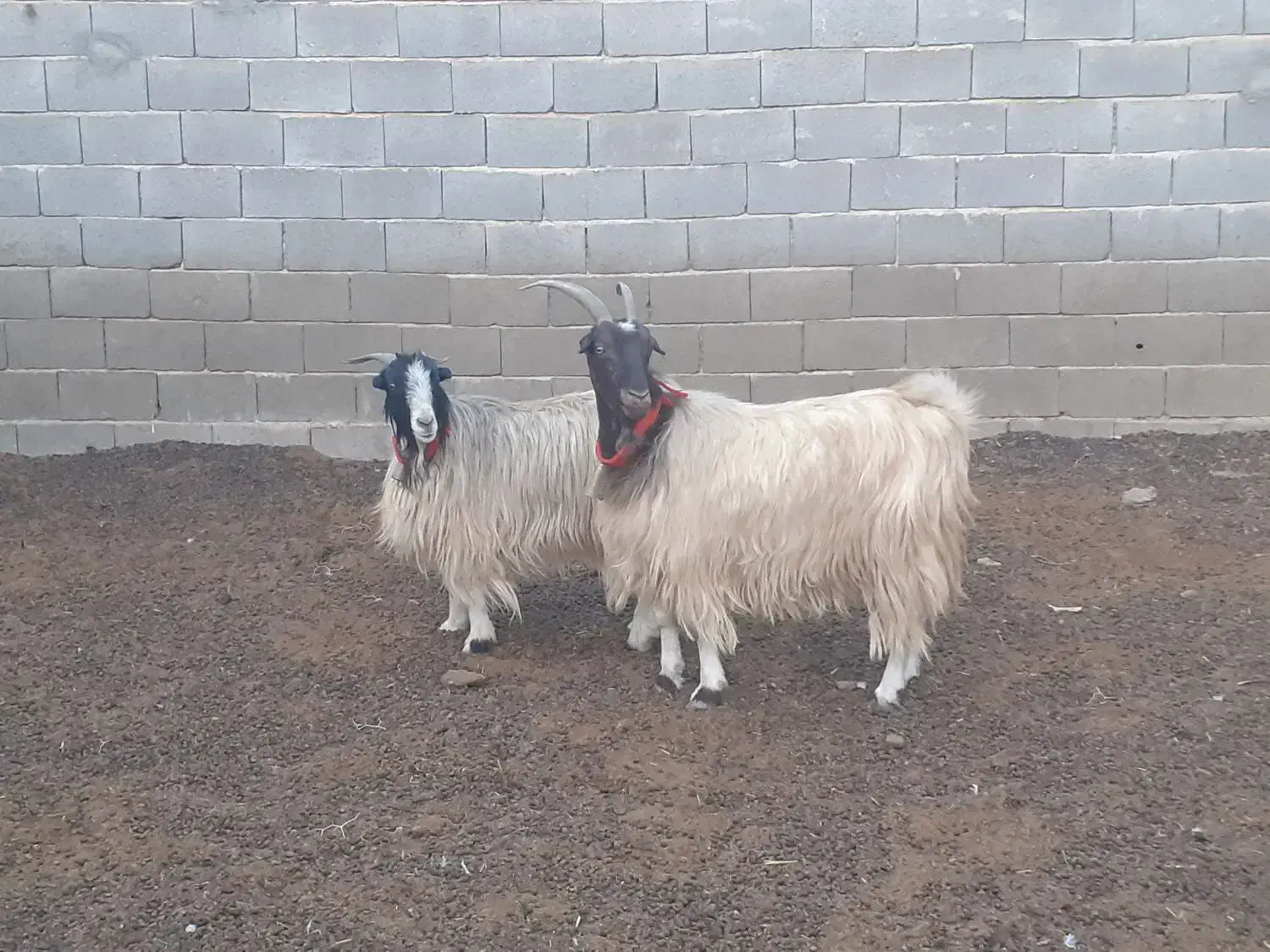 بز ترکی روزگاری،میش،بره،بزغاله|حیوانات مزرعه|مبارکه, |دیوار