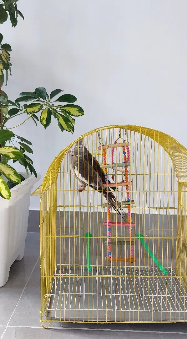 دوعدد عروس هلندی با قفس|پرنده|اهر, |دیوار