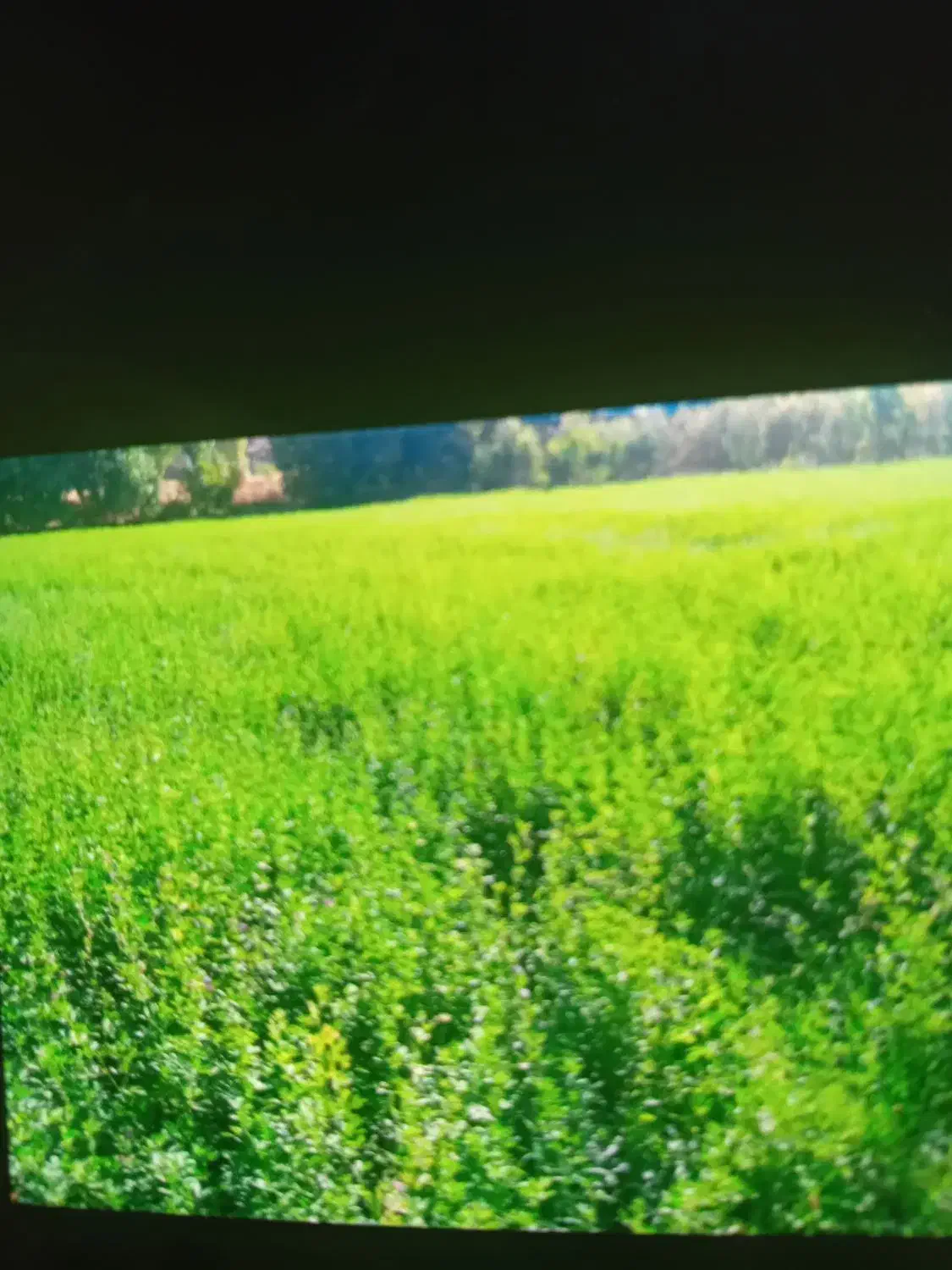 یونجه|حیوانات مزرعه|بروجرد, |دیوار