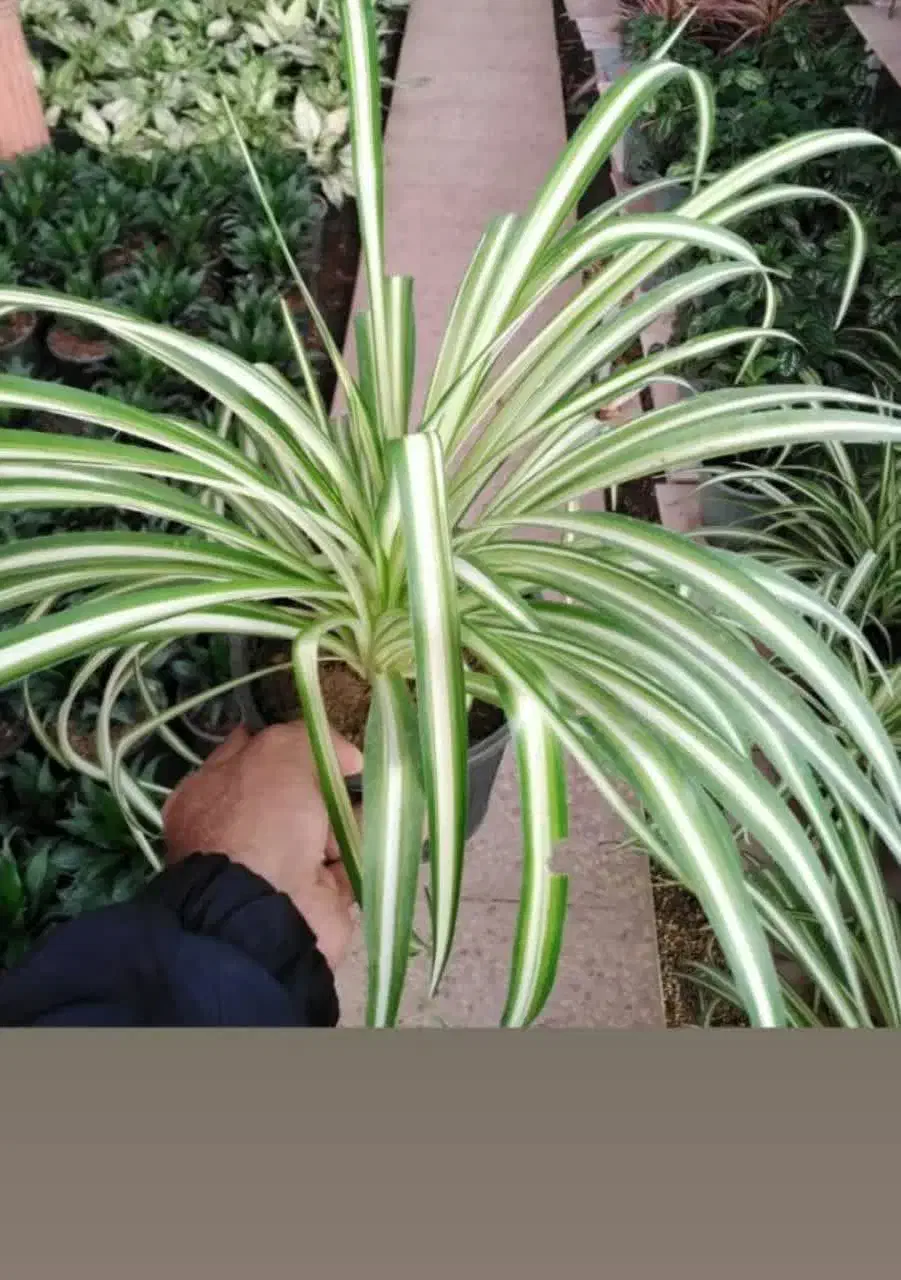 گل ارزانتر از کل اصفهان قیمت تولید گلخونه محلات|گل و گیاه طبیعی|اصفهان, باغ فدک|دیوار