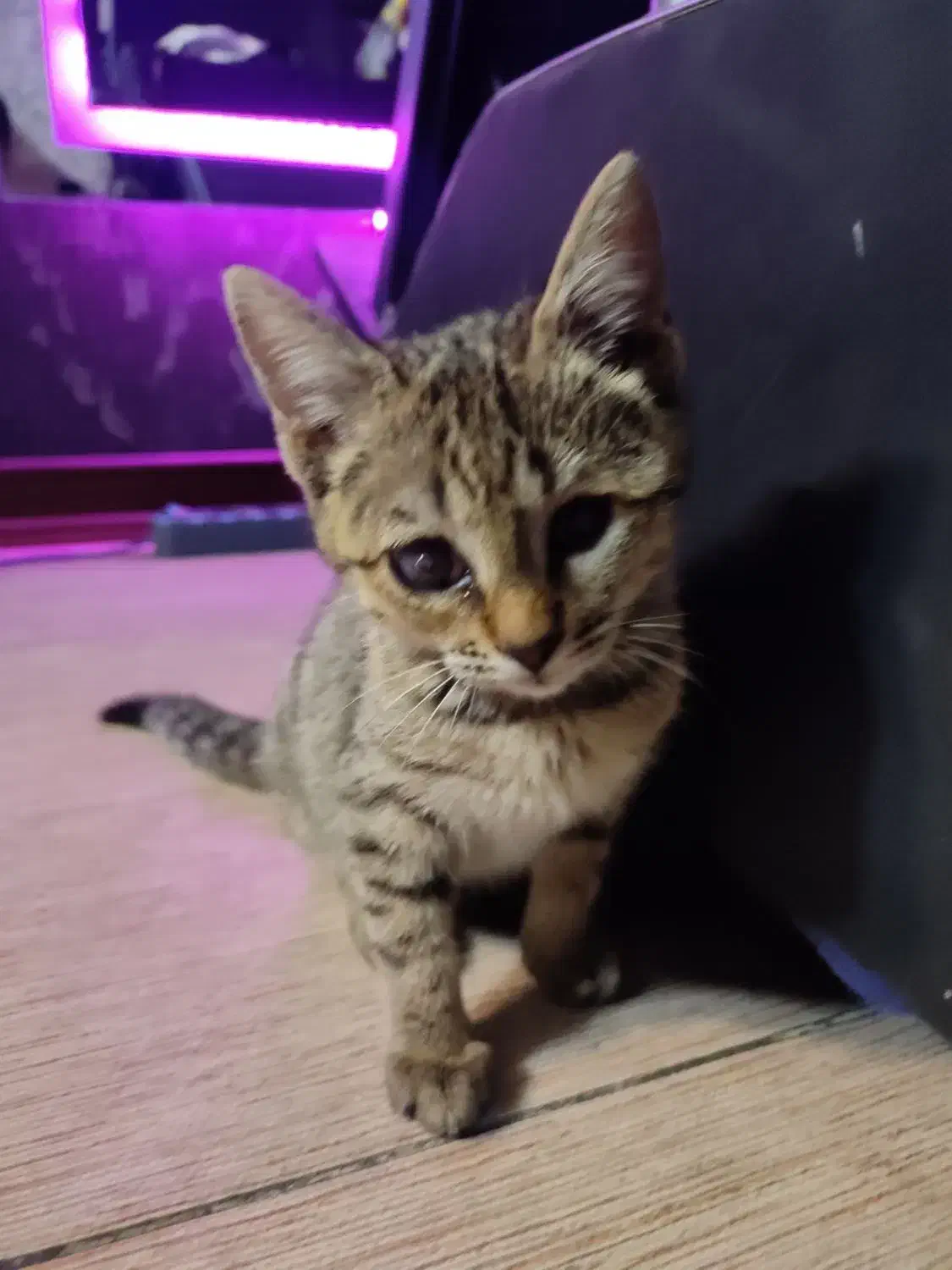 بچه گربه دو ماهه|گربه|اندیشه, اندیشه فاز ۱|دیوار