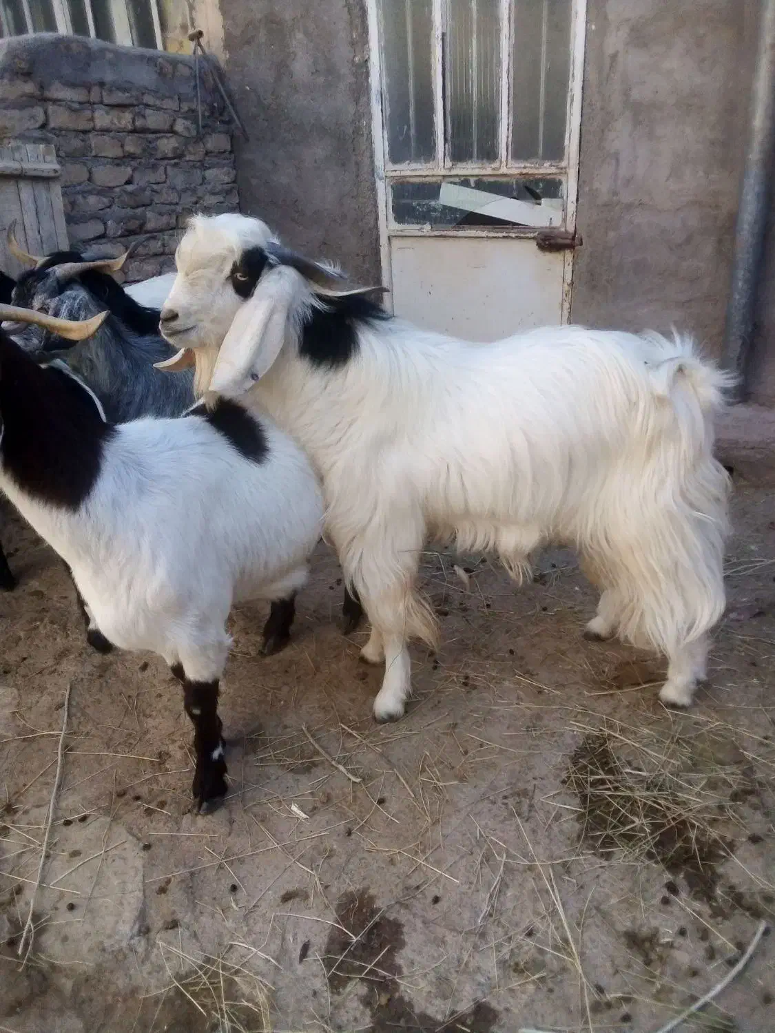 بز.نر...|حیوانات مزرعه|قوچان, |دیوار