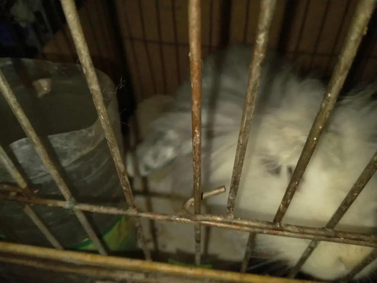 خرگوش لوپ|موش و خرگوش|زید آباد, |دیوار