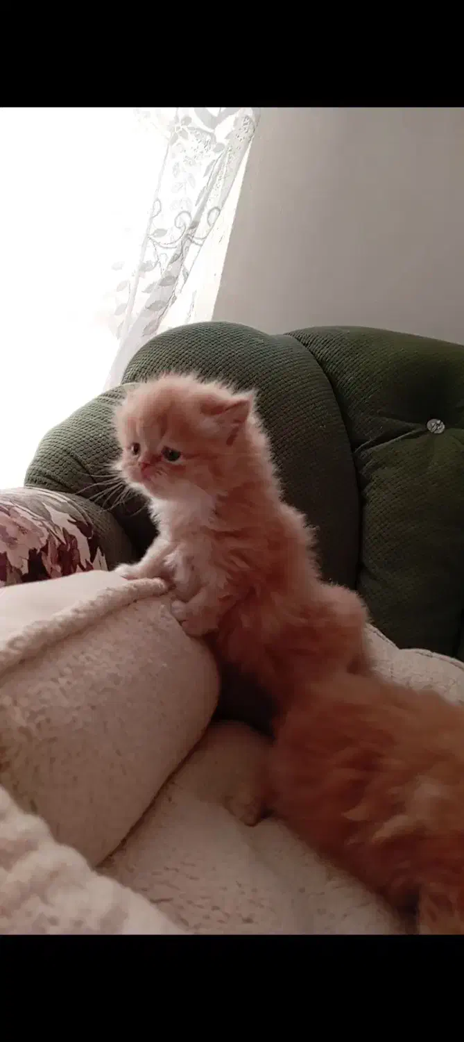 پرشین|گربه|مشهد, سعد آباد|دیوار