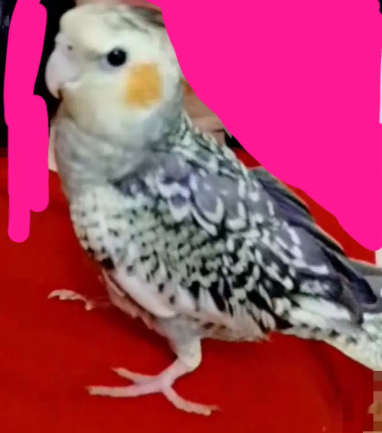 عروس هلندی گمشده|پرنده|ساوه, |دیوار