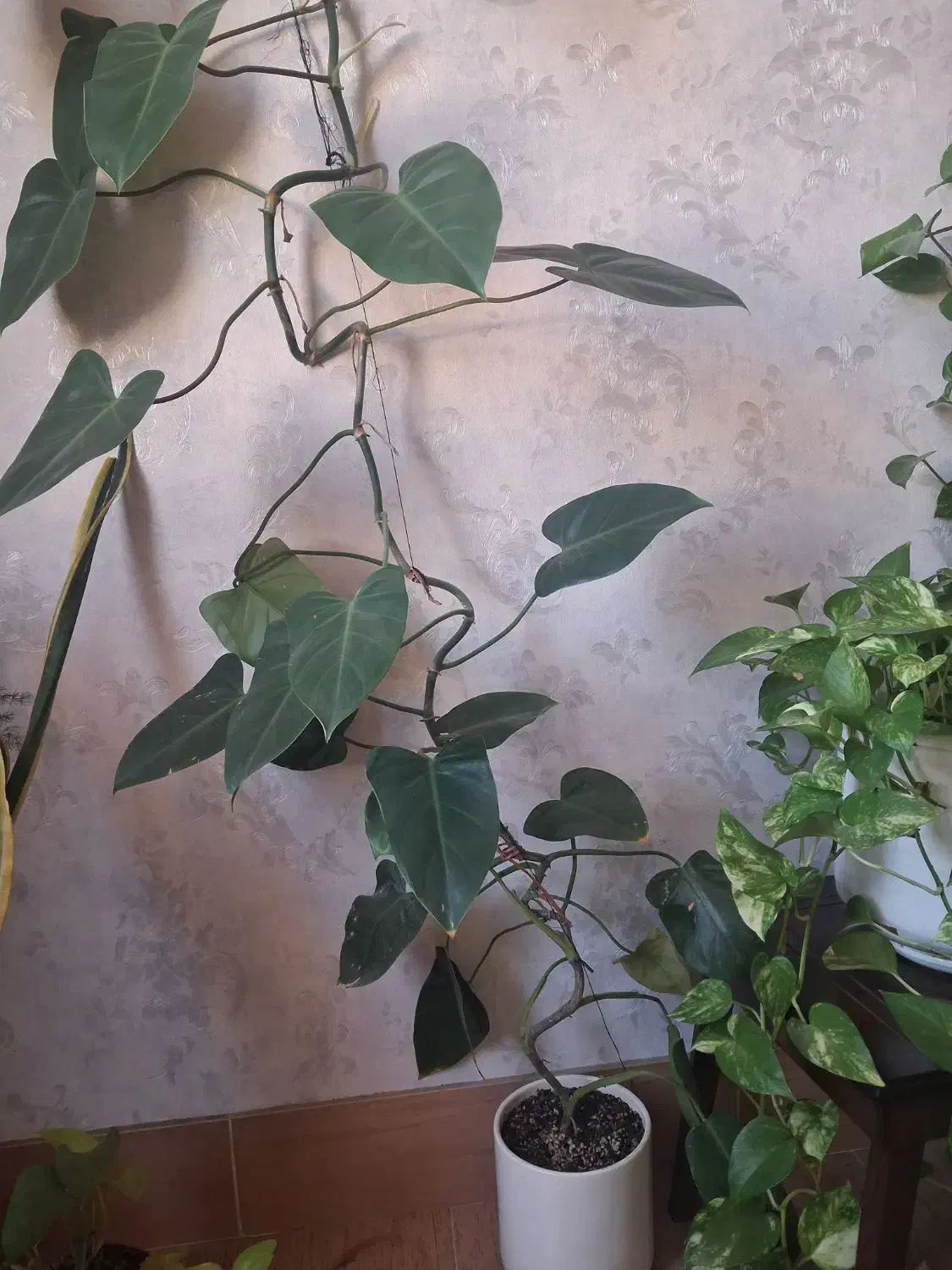 گل باگلدان سرامیکی|گل و گیاه طبیعی|بروجرد, |دیوار