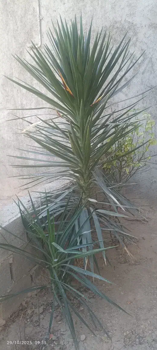 گل یوکا|گل و گیاه طبیعی|جهرم, |دیوار