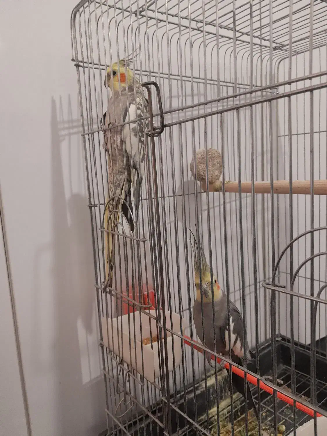 عروس هلندی|پرنده|خواف, |دیوار