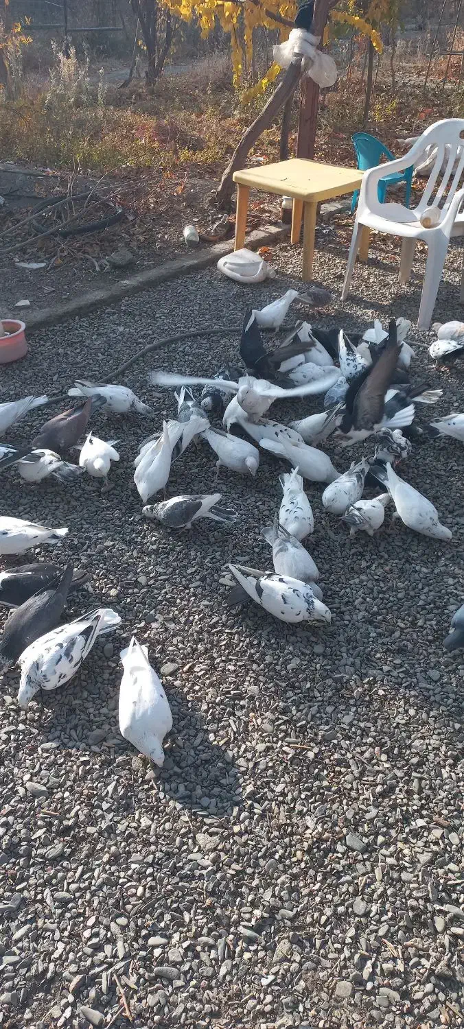 کفتربوم چهل تا|پرنده|گلمکان, |دیوار