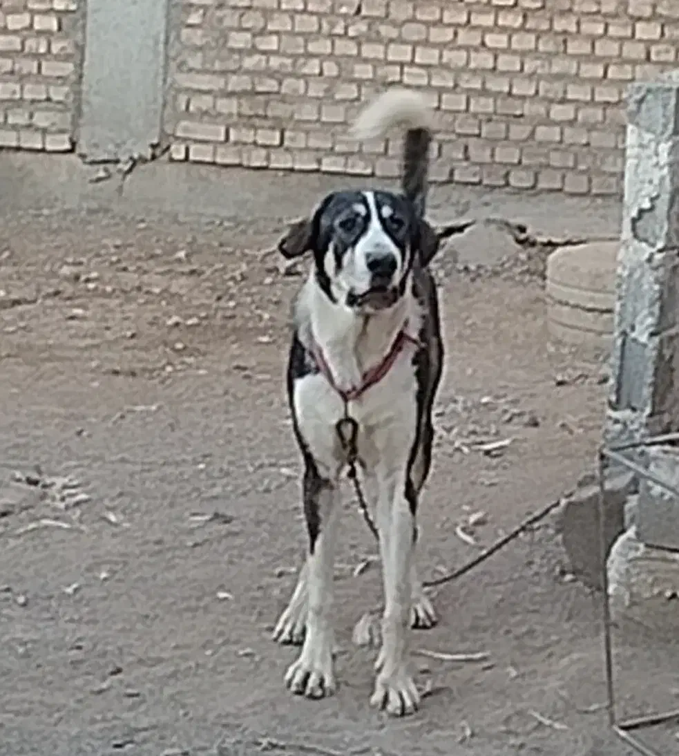 سگ پژدر|سگ|میاندوآب, |دیوار