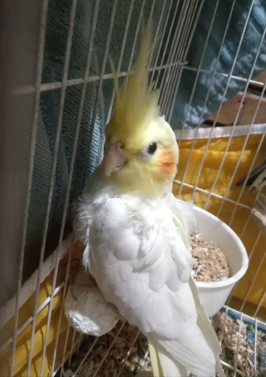 عروس هلندی زرد|پرنده|شاهین‌شهر, شهرک میلاد|دیوار