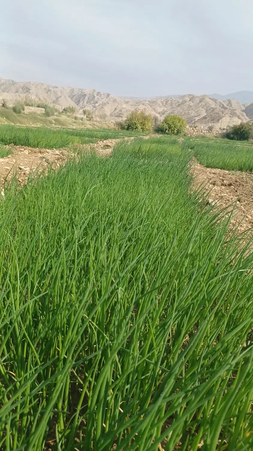 فروش نشا پیاز|حراج|دهدشت, |دیوار