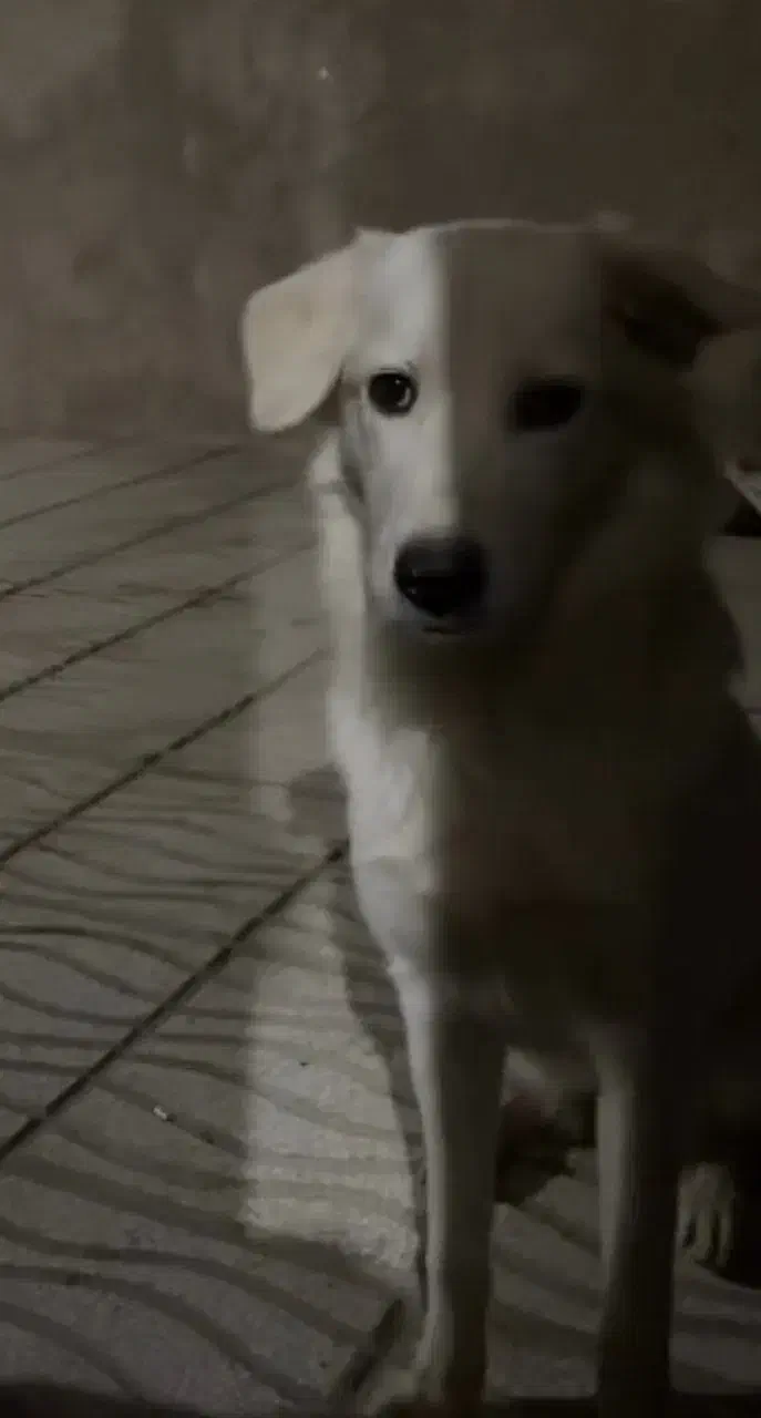 گمشده در محدوده درجزین و سنگسر|حیوانات|سمنان, |دیوار