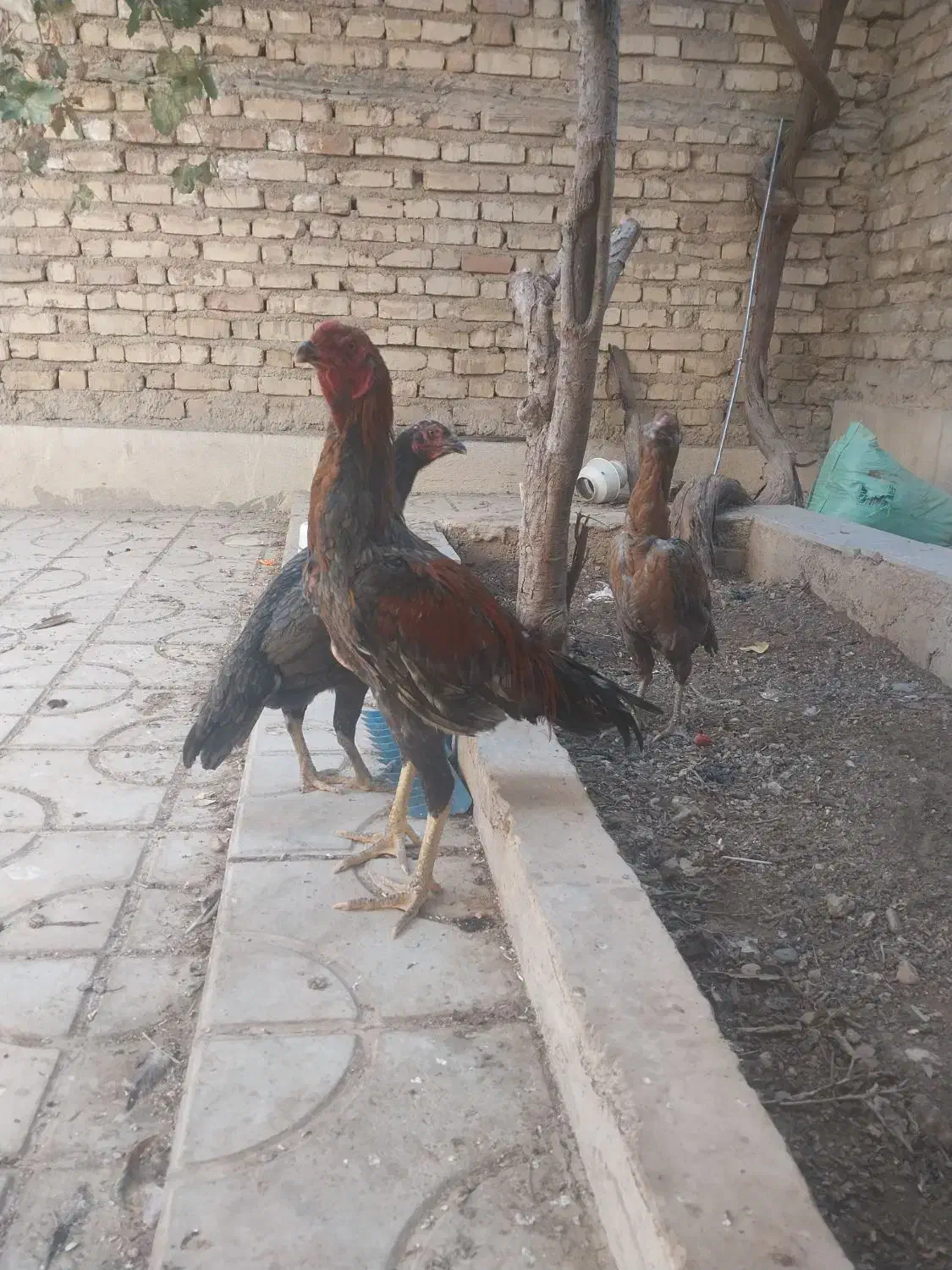 مرغ و خروس لاری|پرنده|شیراز, شیخ روزبهان|دیوار