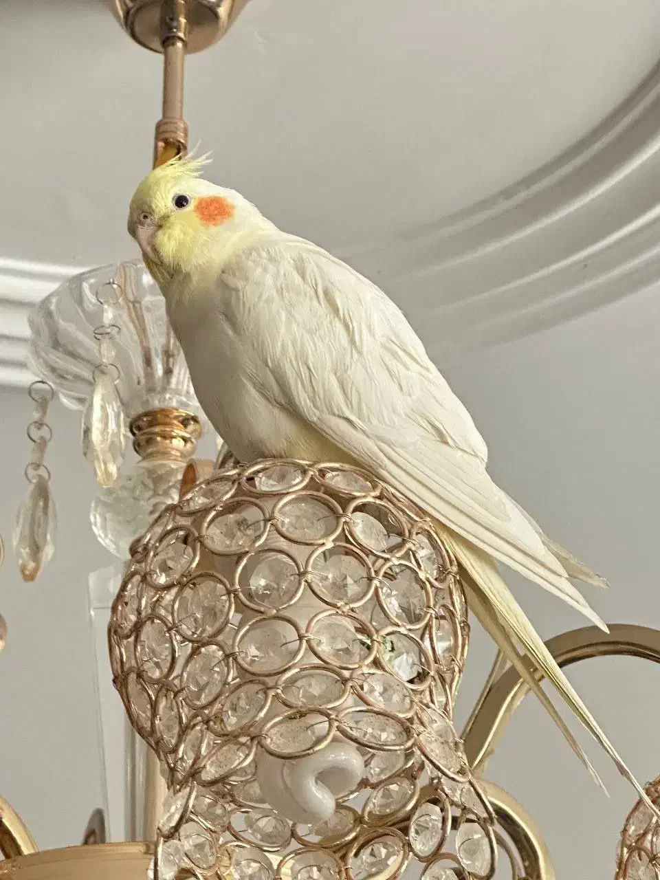 عروس هلندی (زیبا و سخنگو)|پرنده|بیرجند, |دیوار