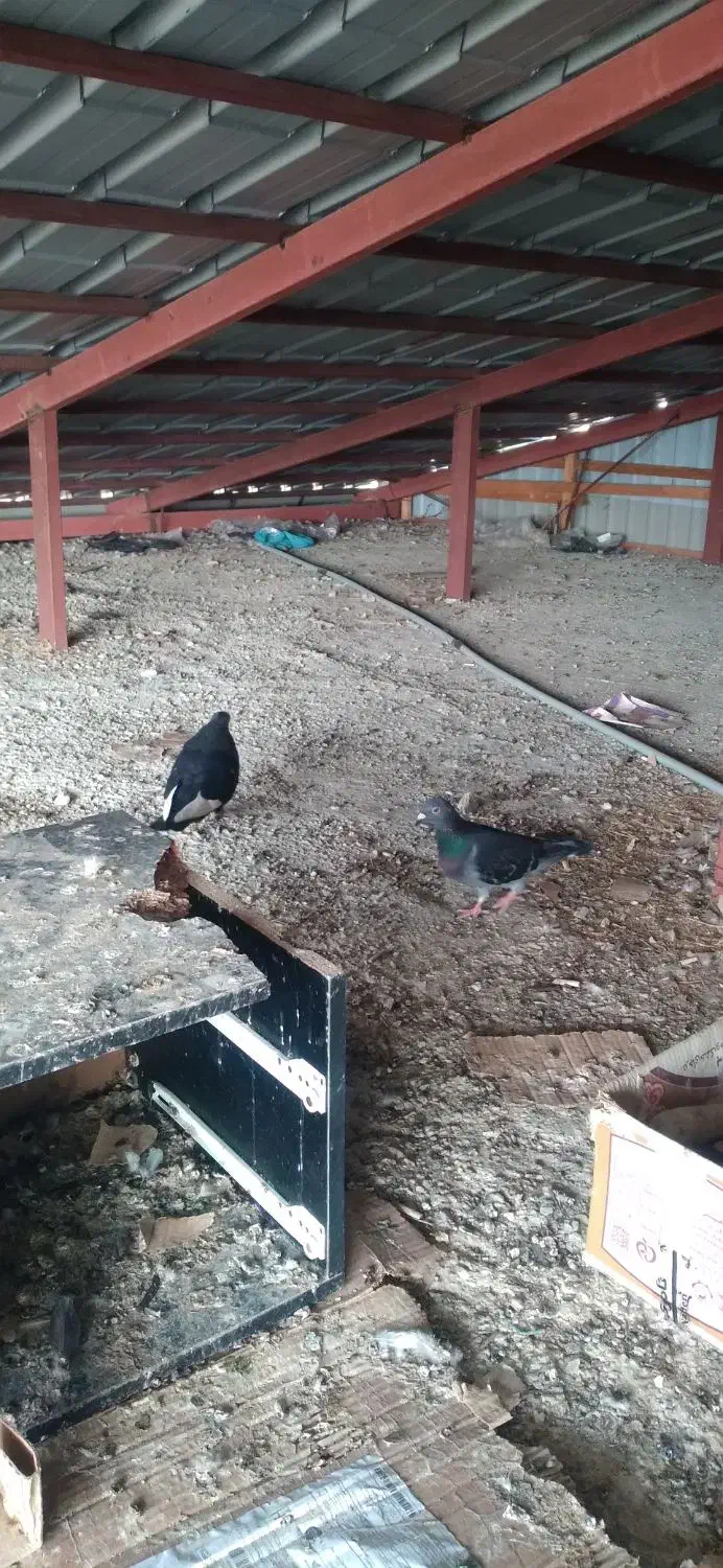 تعدادی کبوتر مسافتی جان آردن وتهرانی وغیره|پرنده|رامسر, |دیوار