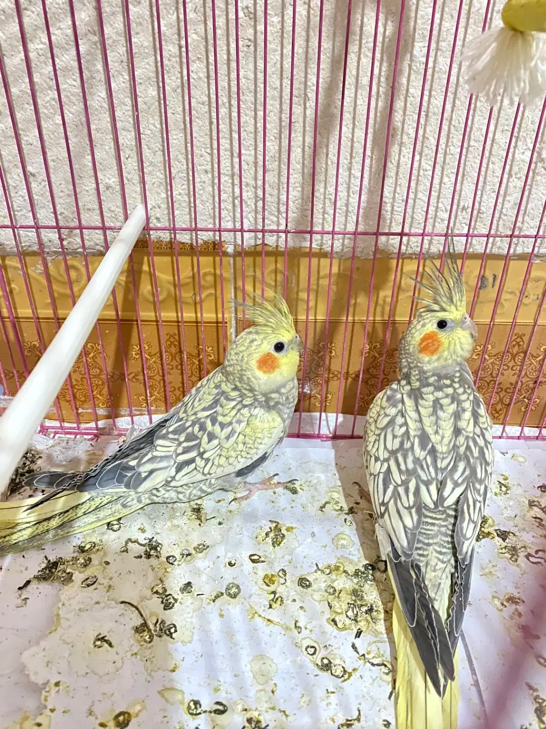 عروس هلندی یکی نر یکی ماده با قفس|پرنده|شاهرود, |دیوار