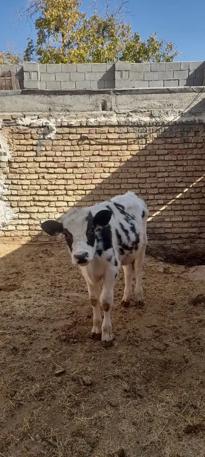 گوساله و گاو|حیوانات مزرعه|اصفهان, باغ نگاره|دیوار