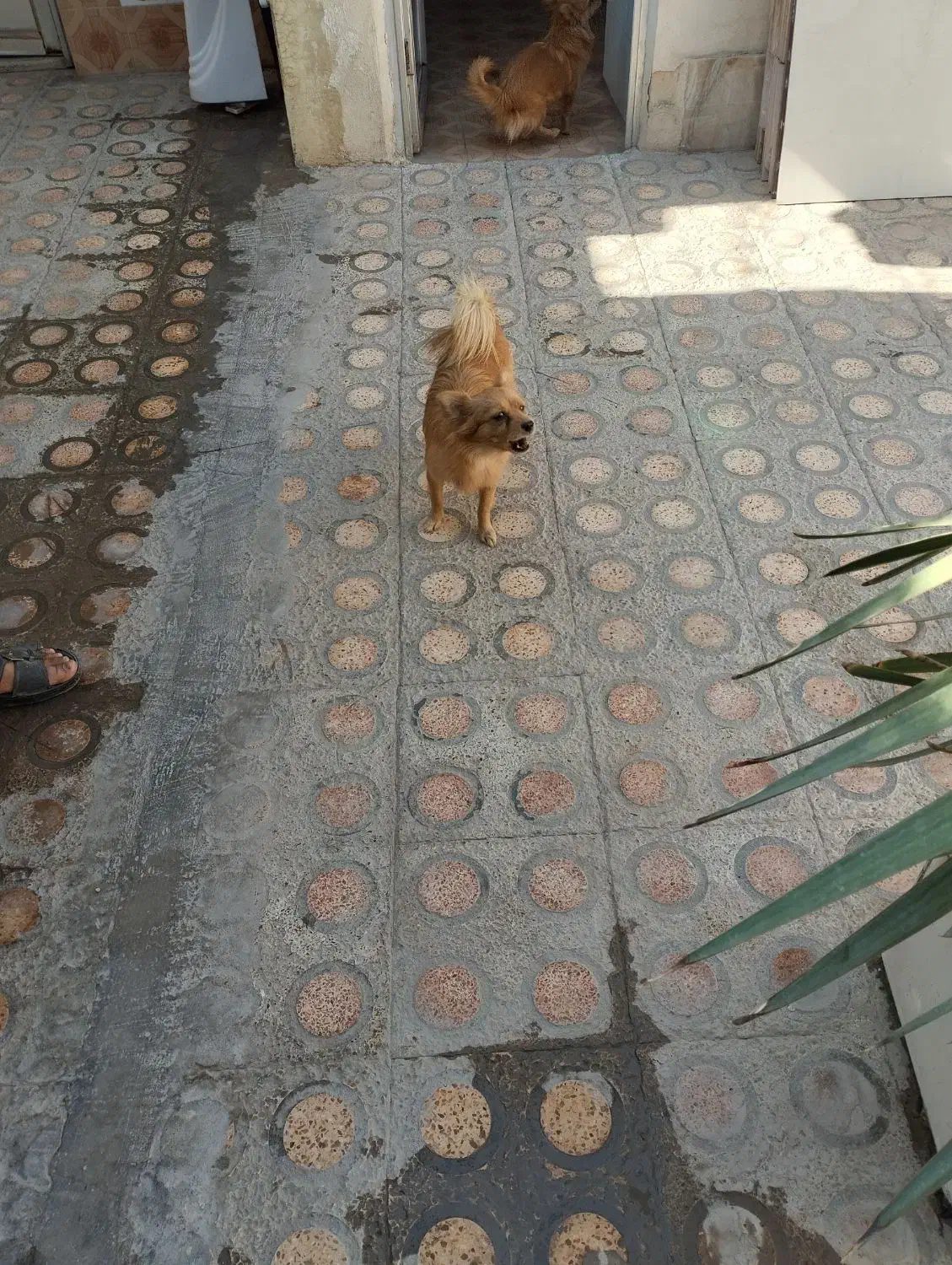 سگ آشپز پامر|سگ|بندرعباس, |دیوار