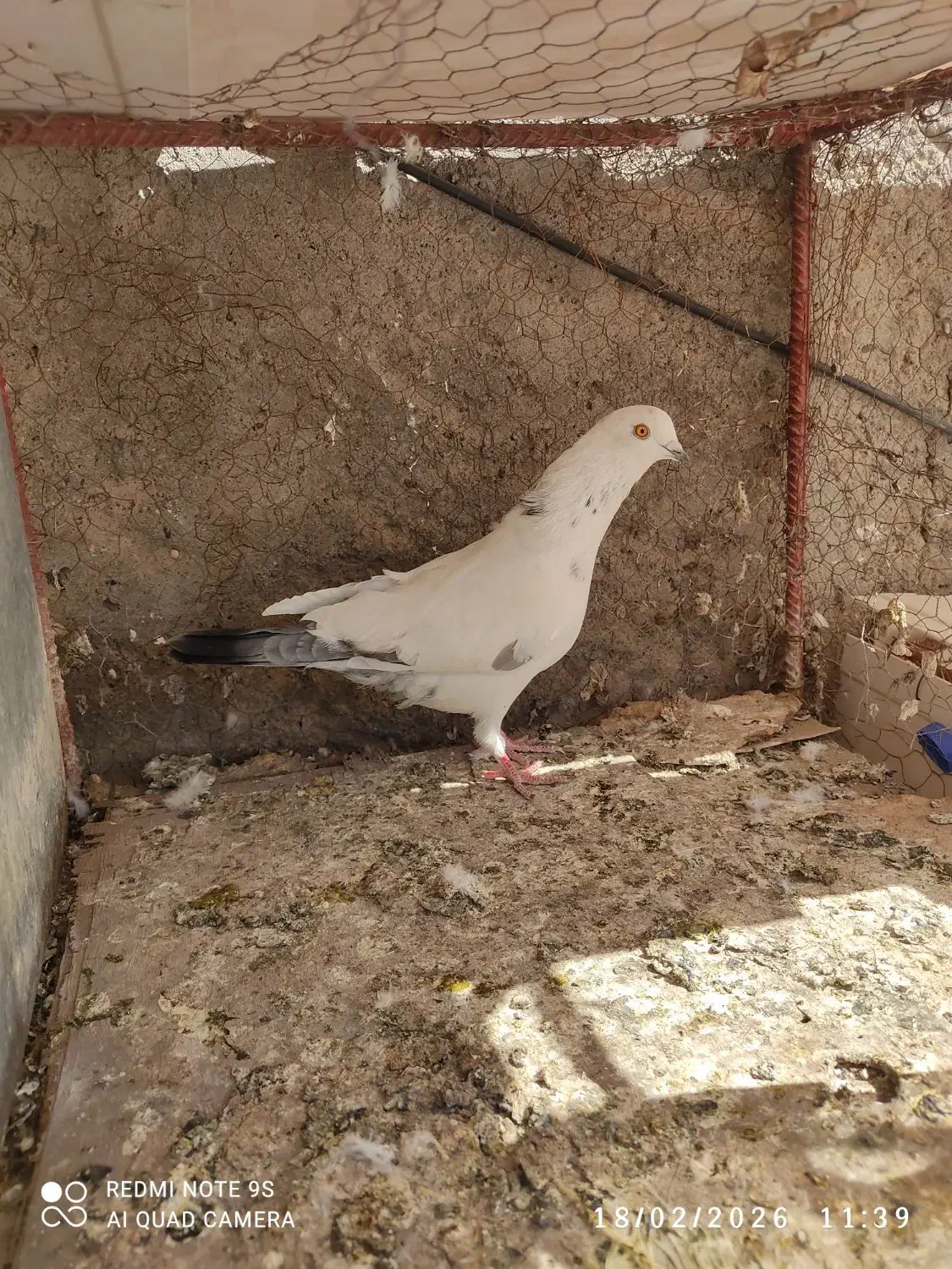 دم سیاه|پرنده|سیرجان, |دیوار