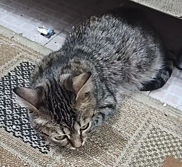 فروش گربه خانگی|گربه|محلات, |دیوار