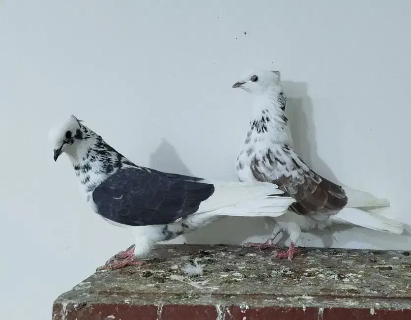 یجفت کفتر پرشی خال خوب|پرنده|محمدشهر, شهرک پیام (مهرالبرز)|دیوار