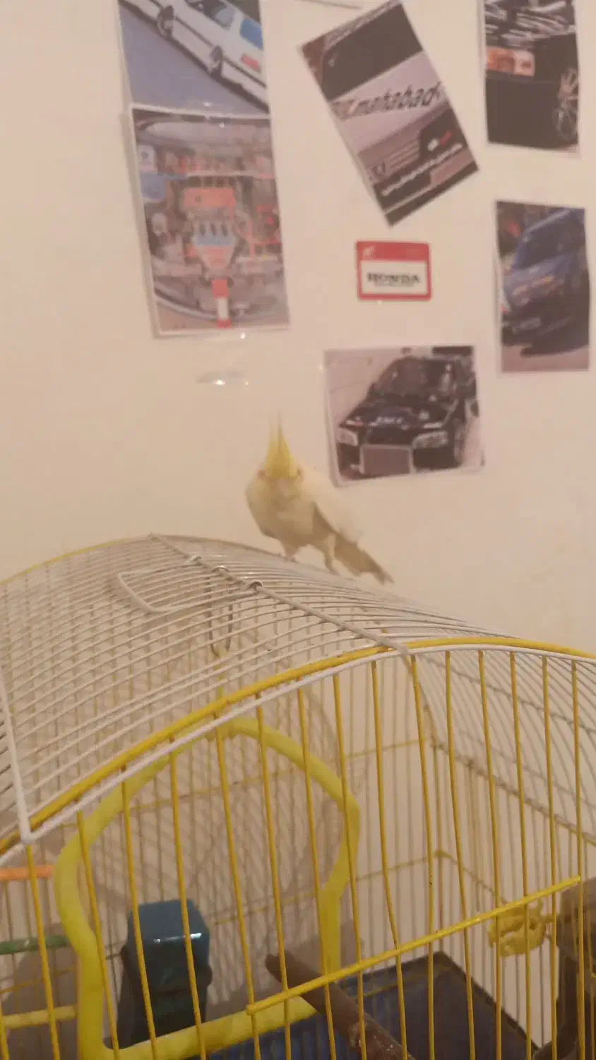 عروس هلندی ماده بالغ|پرنده|مهاباد (آذربایجان غربی), |دیوار