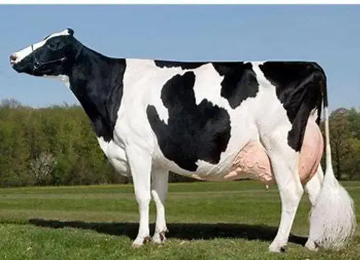 تلقیح مصنوعی گاو|خدمات پیشه و مهارت|هلالی, |دیوار