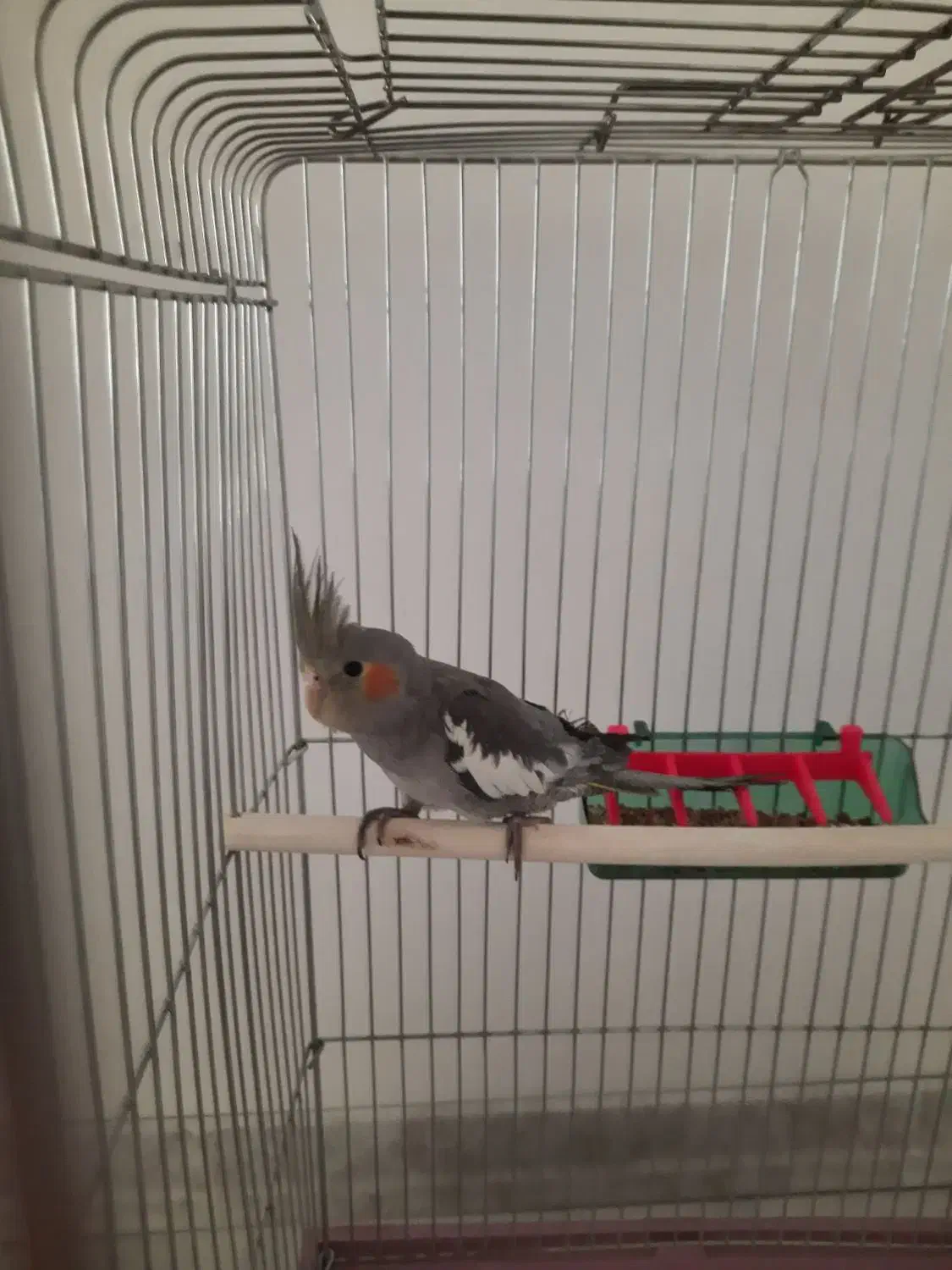 عروس هلندی|پرنده|سردرود, |دیوار