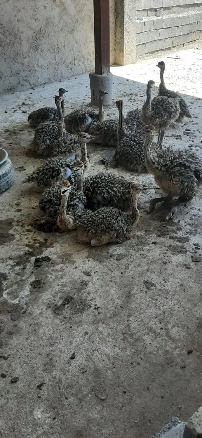 پیش فروش جوجه شتر مرغ|حیوانات مزرعه|شیراز, علی آباد|دیوار