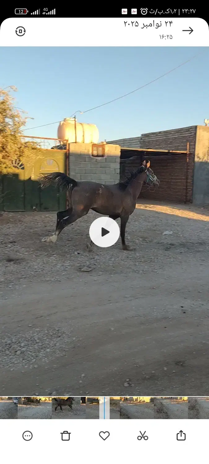 نریان ۳۰ ماهه|اسب و تجهیزات اسب‌سواری|مهریز, |دیوار