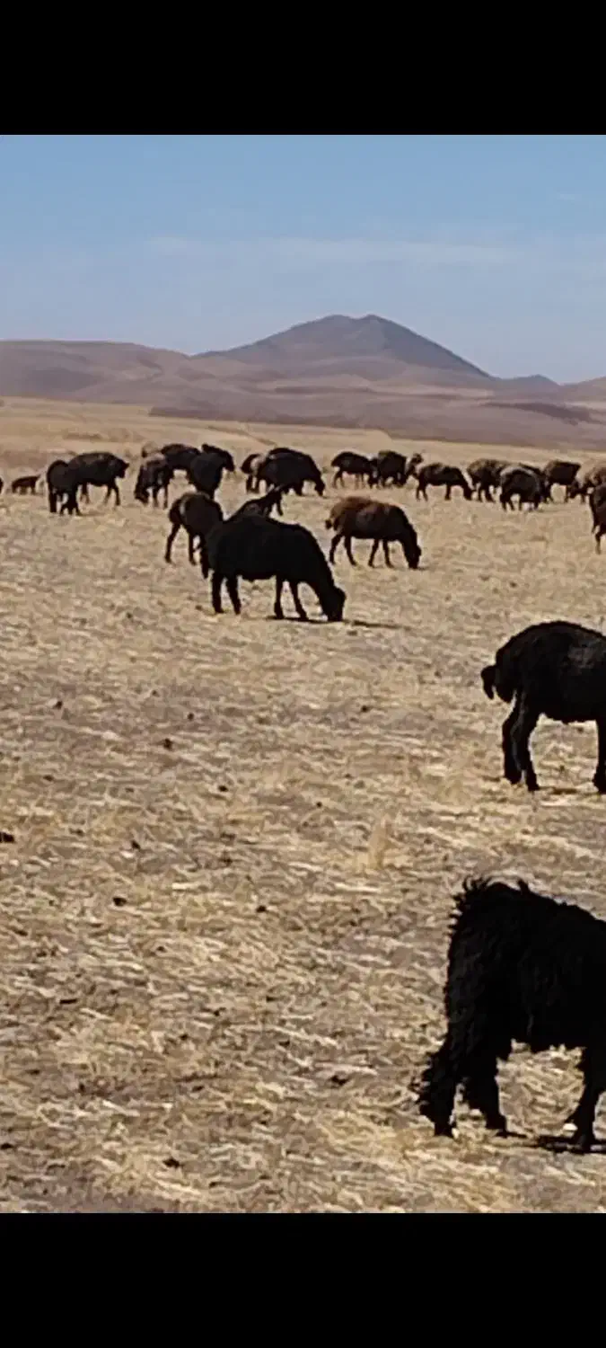 بره قوچ قرقزل اصل|حیوانات مزرعه|بزینه رود, |دیوار