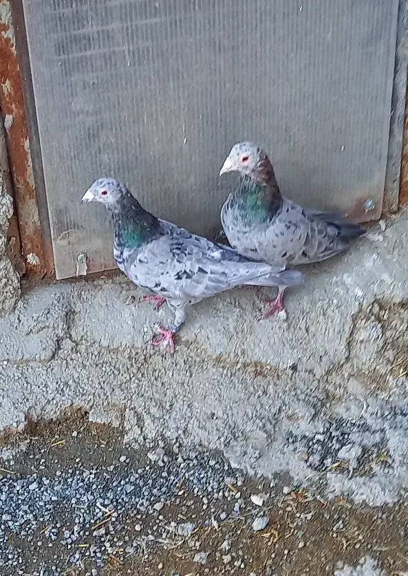 نامه بر|حیوانات|کرمانشاه, |دیوار